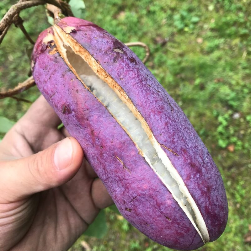 山の恵み アケビ